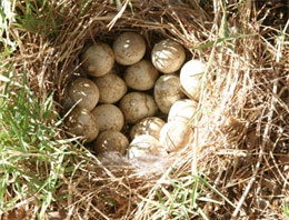 Oğlu için başladı, ekmek kapısı oldu