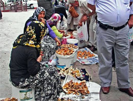 Sinop'ta mantar borsası açıldı!