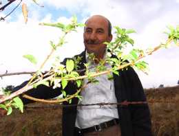 Erik ağaçları 'baharı' şaşırdı