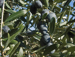 Tansiyonu olana hurma zeytin