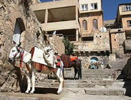 İtalya'dan Mardin'e hediye 15 eşek