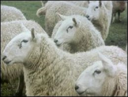 Kalecik'de damızlık koyun dağıtıldı