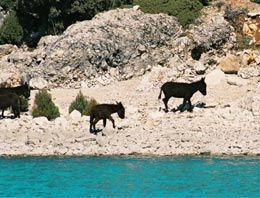 Eşek adası oldu tavşan adası