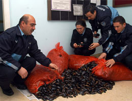 Çankaya'da zabıtadan midye baskını