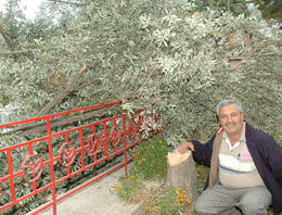 Zeytin toplanmasına kızdı ağacı kesti