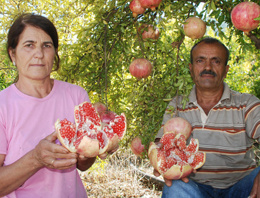 Çekirdeksiz nara patent aldılar